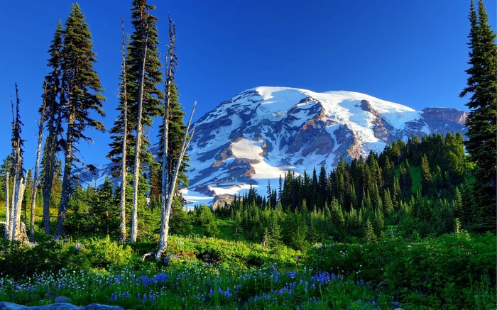 Mount Rainier with wildflowers and pine trees