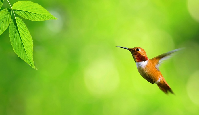 Hummingbird flying in front of green background with leaves