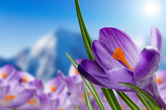 Purple Crocuses in Spring with Mountains