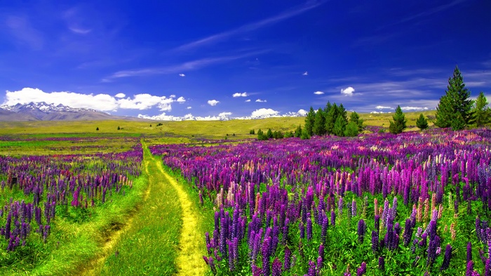 Pathway through a field of purple lupines with mountains