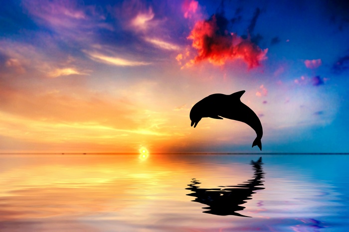 Dolphin, Sunset, 5K, Beautiful ocean