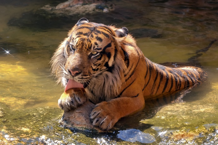 Sumatran tiger licking its paw in water
