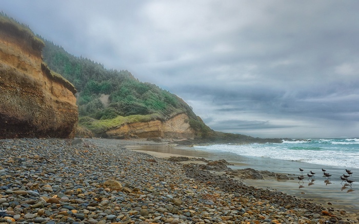 Rocky beach with cliffs and birds by the ocean