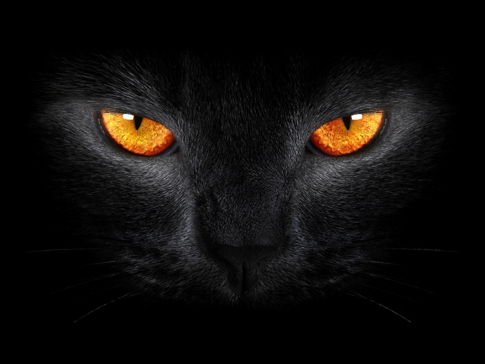 Dark background, Black Cat, Scary, Yellow eyes
