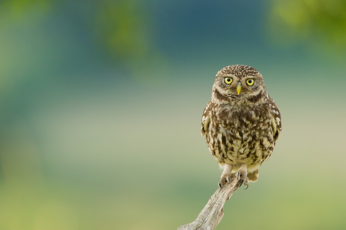 Little owl perched on a branch