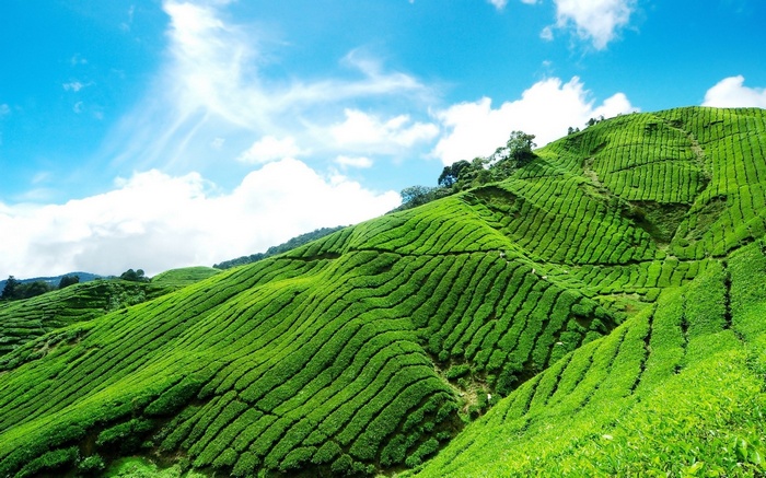 Rolling green tea plantations under a blue sky