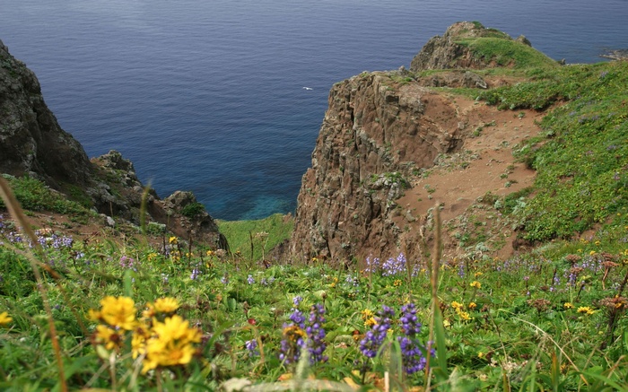 Cliffside with wildflowers overlooking the ocean
