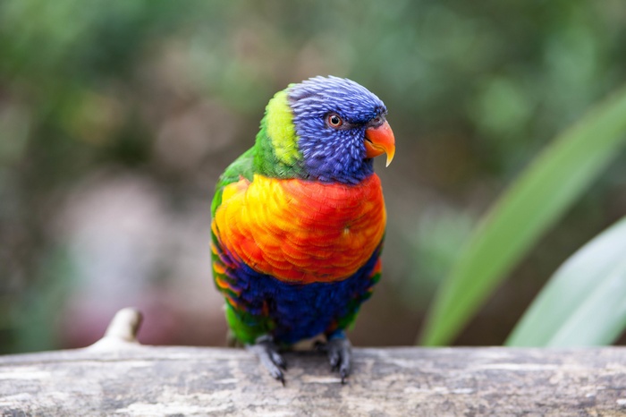 Rainbow Lorikeet Parrot 4K