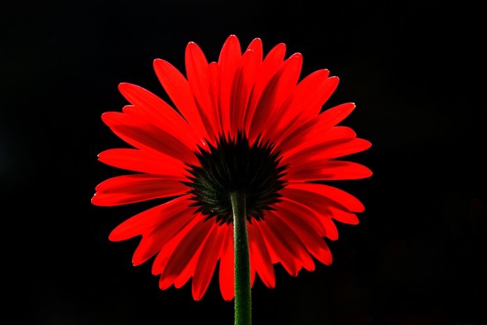 Red Gerbera Daisy Flower