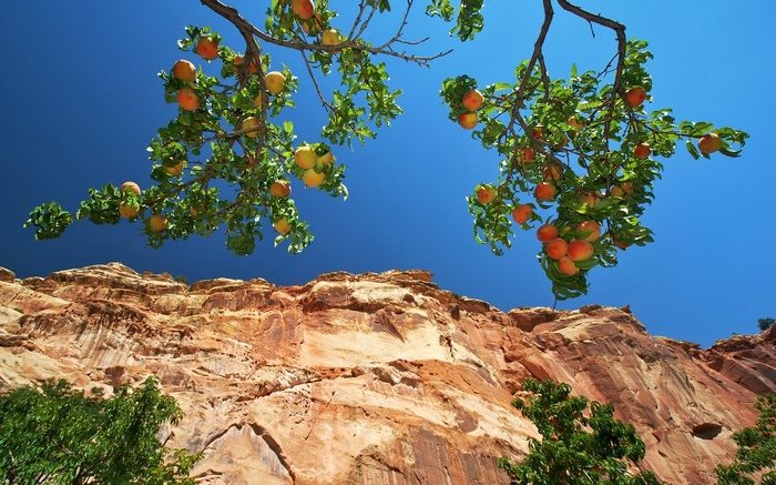 Peaches on a tree branch against a cliff and blue sky