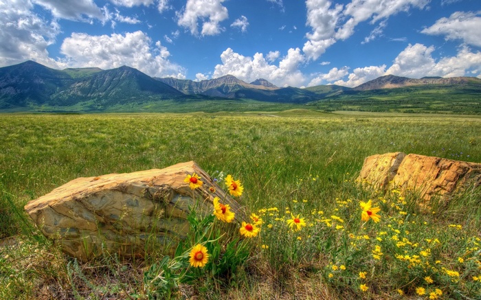 Rocky Mountain Meadow with Wildflowers