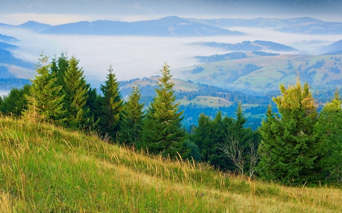 Misty mountains and evergreen trees on a grassy slope