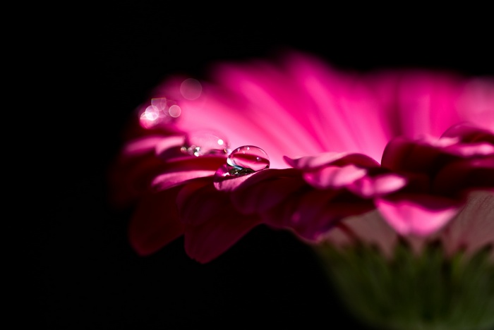 Pink Gerbera Daisy with Water Droplets 4K