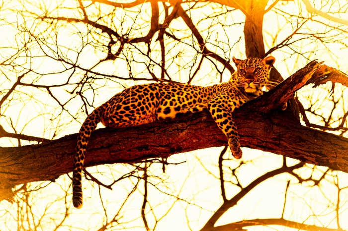 Leopard resting on a tree branch