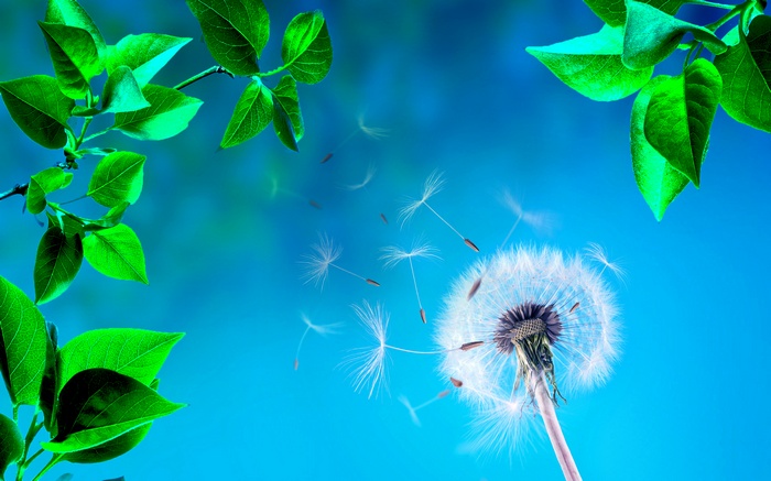 Dandelion seeds blowing in the wind with green leaves