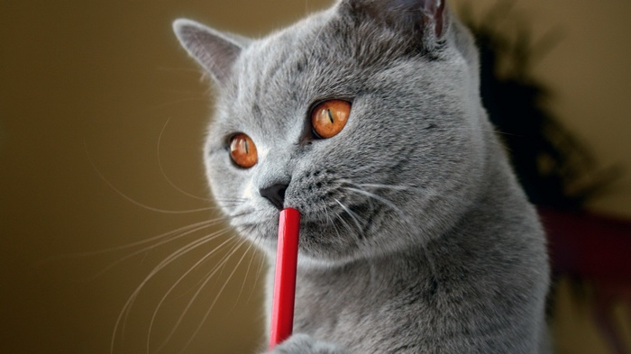British Shorthair cat with orange eyes and red pencil