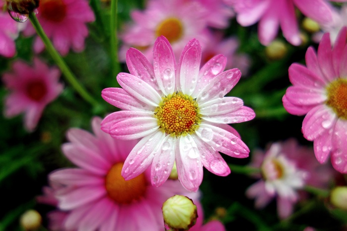 Pink Daisies with Water Drops 4K