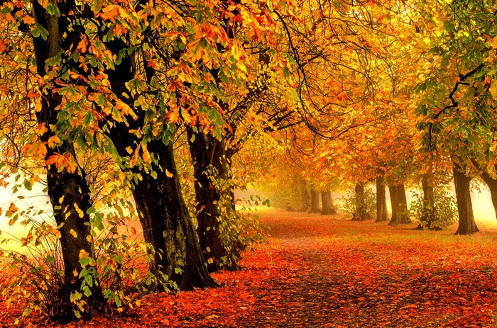 Autumn park path with colorful leaves and trees
