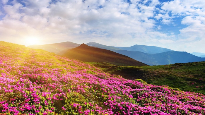 Summer Mountain Landscape with Rhododendron Flowers and Sun