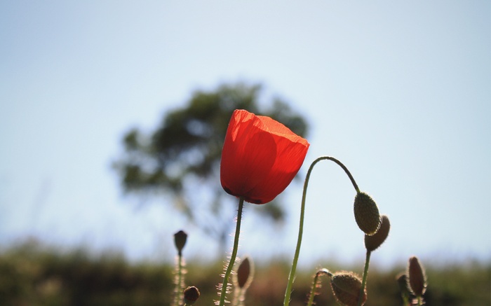 Red poppy flower and buds in a field