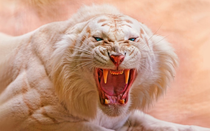 White Tiger Roaring 4K