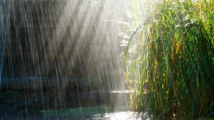 Rain falling on tall green grass and water
