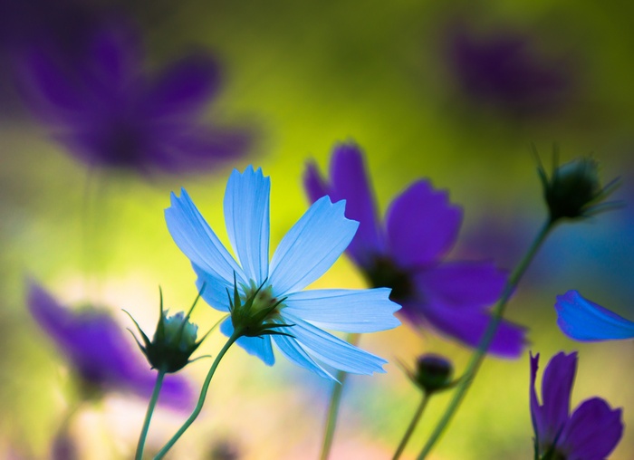 Delicate Blue and Purple Cosmos Flowers in Soft Light