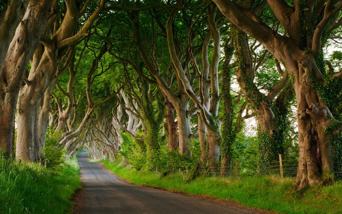 A winding road through a tunnel of ancient trees
