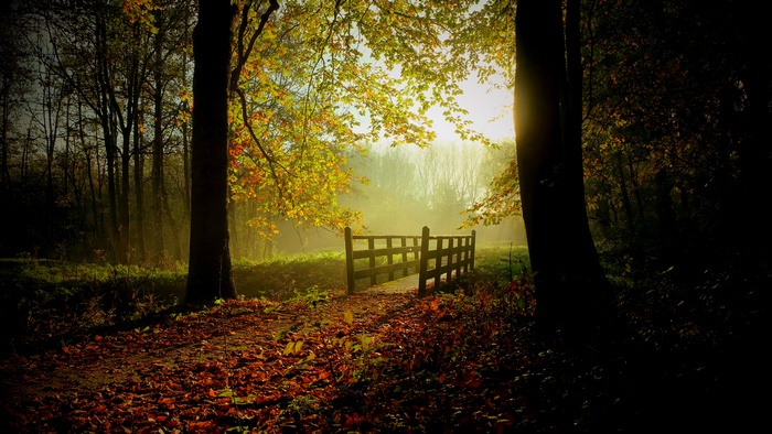Autumn forest path with wooden bridge and sunbeams