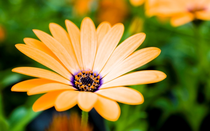 Orange Daisy Flower with Purple Center