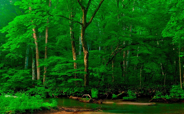 A lush green forest with a stream