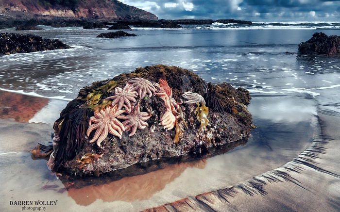 Starfish on a rock at the beach