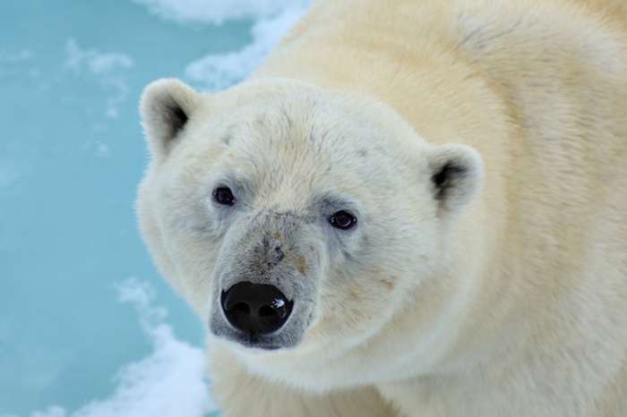 Polar bear in 4K