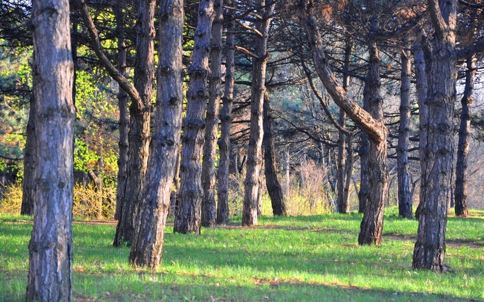 Pine forest with green grass and sunlight