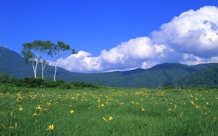 Field of yellow flowers with trees and mountains
