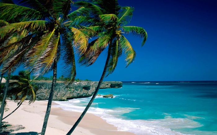 Palm trees on a tropical beach with turquoise water