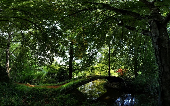 Stone bridge over a stream in a dense forest