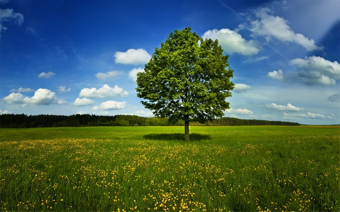 Lone tree in a field of flowers under a blue sky