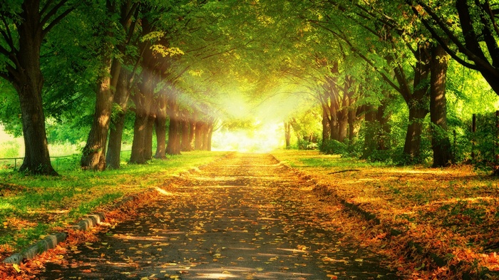 Sunlit path through a tree-lined avenue in autumn
