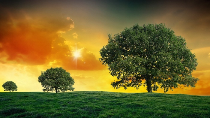 Three trees on a grassy hill at sunset