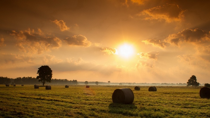 Hay bales in a field at sunset