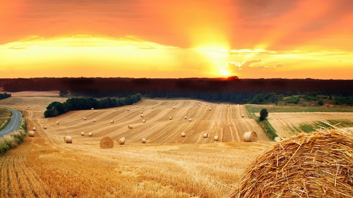 Hay bales in a field at sunset