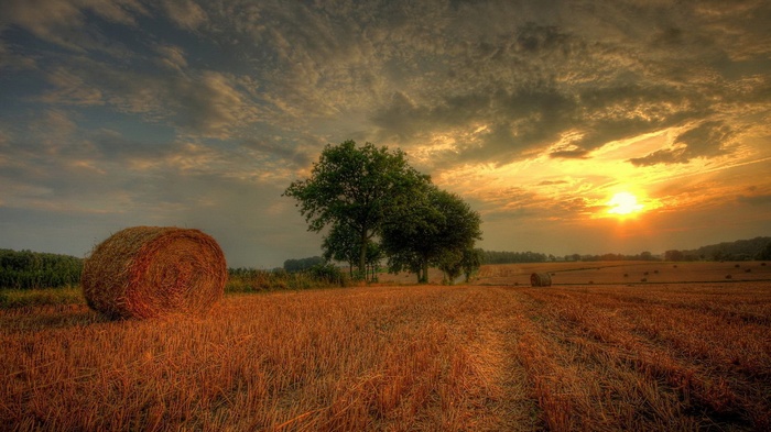 Hay bales in a field at sunset