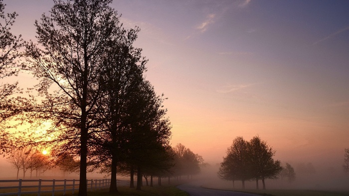 Trees along a foggy road at sunrise