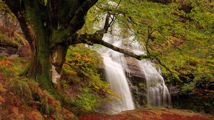 Waterfall cascading through a forest with a large mossy tree