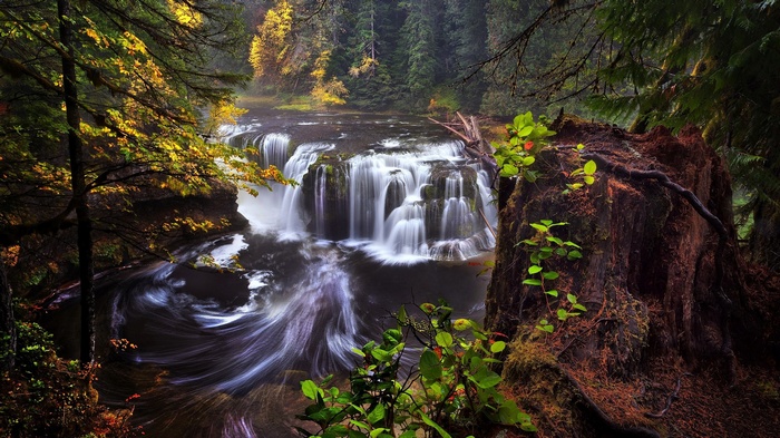 Waterfall in a forest with a large tree stump