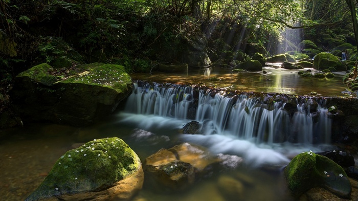 Sunlight streams through a forest onto a mossy stream and waterfall