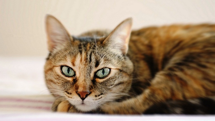 Close-up of a tabby cat with green eyes