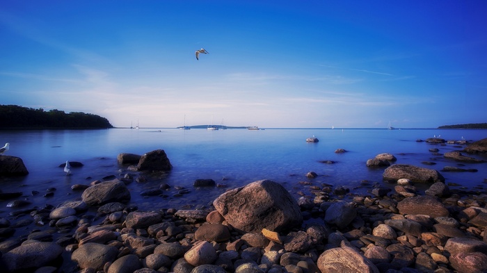 Seagull flying over rocky shore and sailboats