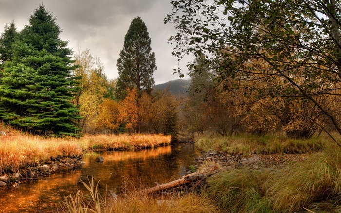 Autumn forest stream with colorful trees and foliage